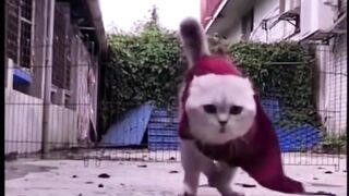 Respect to the amazing cat