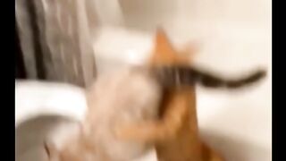 Viral funny animal video ????????????