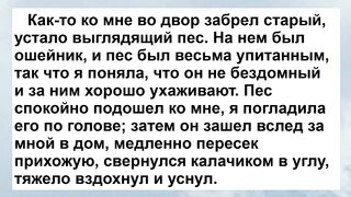 Старый Пес ! Новый Веселый Анекдот Дня! Юмор! Позитив