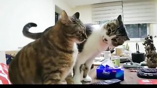 Funny animal cat