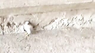 Спасение пернатого
