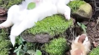 Милое видео