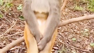 Merenungi nasib sebagai kera