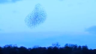 Nature Starlings Video | Amazing View | Amazing Nature | Mind Relaxing Video | #nature#viral