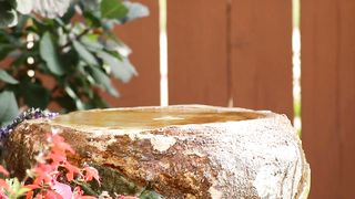 Hummingbird in birdbath, they Love to sneak baths.