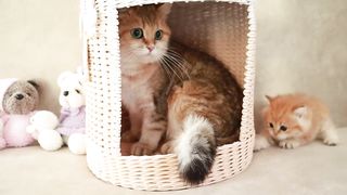 Mom Cat playing and talking to her Cute Meowing baby Kittens