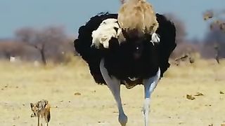 Ostriches protect their