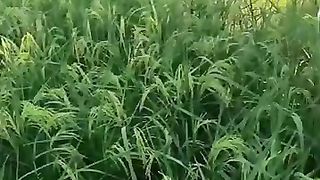 Love Video Pahala pahala