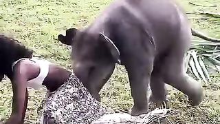 Playful Baby Elephant Rips
