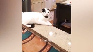Funny cats animals