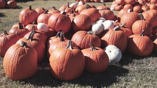 Halloween nightmare :a night of fright