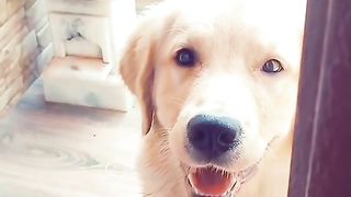 Funny Dog Viral Video 32