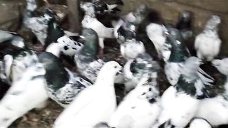 Golden faroz purimoti waly best flying pigeons