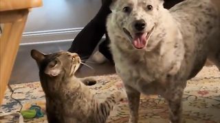 Playful Prank | "Dog Casually Pushes Over Cat" - Furry Friends at Play | FunFM