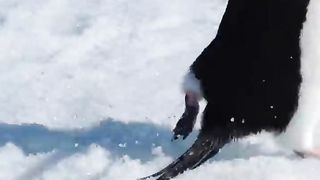 Pinguin