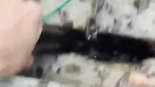 Pirañas carniboras