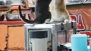 Cats fight 2