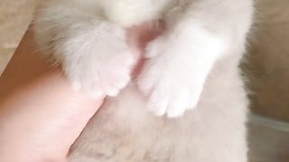 Nice cat 3