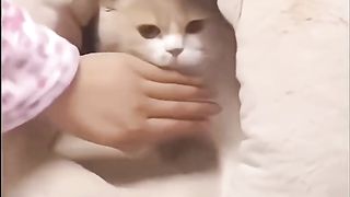 Funny cute cats video 2