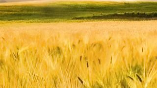 Golden wheat wave