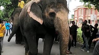 Elephant Riding At ISKCON