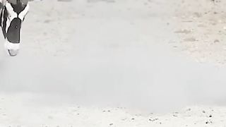 Animals life 2