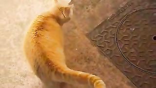 Luigi, a beautiful cat.