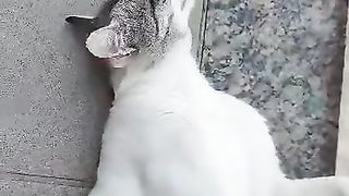 the neighbor's cat paid us a visit.