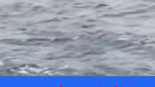 Encontro Surpreendente Criatura Misteriosa Filmada nas Profundezas do Oceano