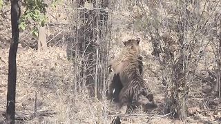 Best Rescue Animals - Bear saved his brother from the Tiger