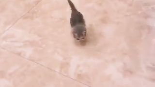 little cat 4