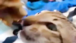 Funny_animals_compilation