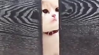 A cat that wants to get into the gap