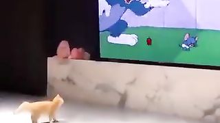 A cat obsessed with anime