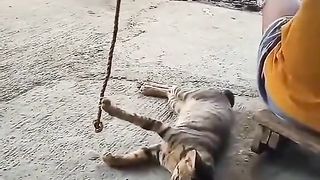 cat taking care of baby