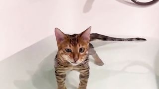 cat taking a bath