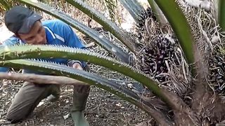 Panen Sawit Buah Pasir