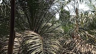 Mau Panen Sawit Dulu