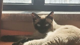 Cat sunbathing translation successful