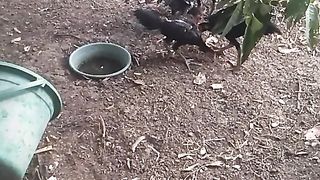 Animal lovers
