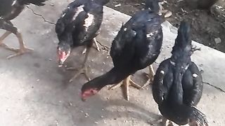 Animal lovers