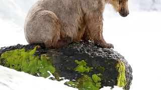 Amazing video ...