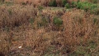 Autumn Seasons in Islamabad/ Bengala View Islamabad/dil pe tere pyar ka name/sohailT22vlog