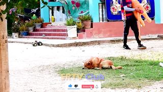 Best Prank Collection Top 15 - Fake Lion Prank Real Dog Super Funny - Try Not To Laugh Challenge