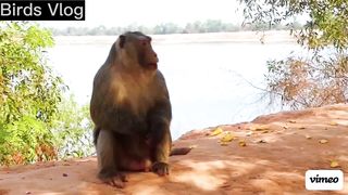 Fake Tiger Prank Monkey What is happening Real Monkey VS Crazy Man -- Funny Video #monkey