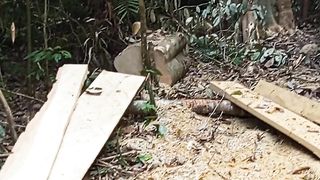 Bekas Kayu Yang di Tebang