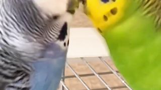 Kiwi tells pixel what a cute baby bird he is. #talkingbirds #parrot #budgies #kiwiandpixel #pets.