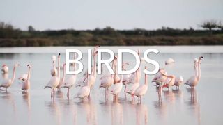 Colorful Birds in 4K - Planet Earth 4K _ Beautiful Bird Sounds Nature Relaxation 4K UHD 60 FPS.
