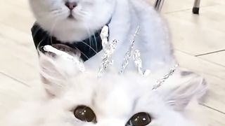 Cat compilation vidéo tiktok