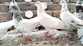 Beautiful pigeon breeder pair mokay